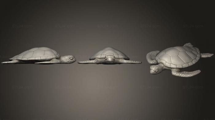 Морская черепаха (1)